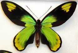 Ornithoptera victoriae victoriae aberrant141 (Internet Image property of respective owner, non-commercial use only)